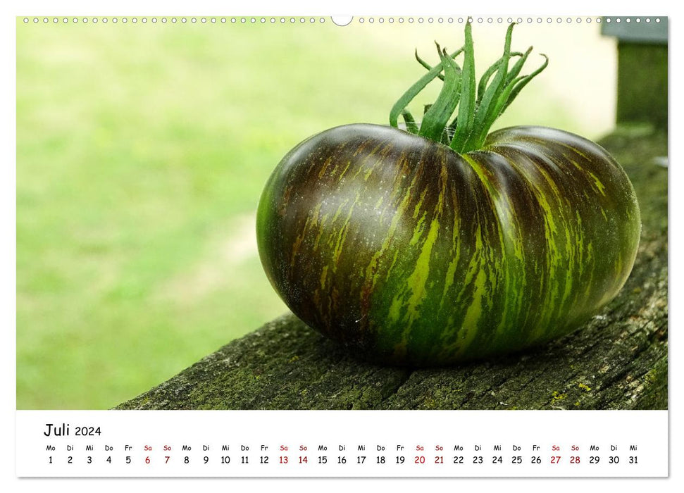 Tomaten Satt (CALVENDO Premium Wandkalender 2024)
