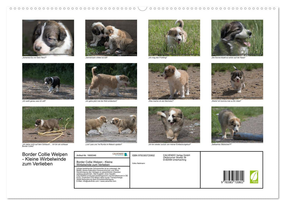 Border Collie Puppies - Des petits tourbillons dont vous tomberez amoureux (Calendrier mural CALVENDO Premium 2024) 