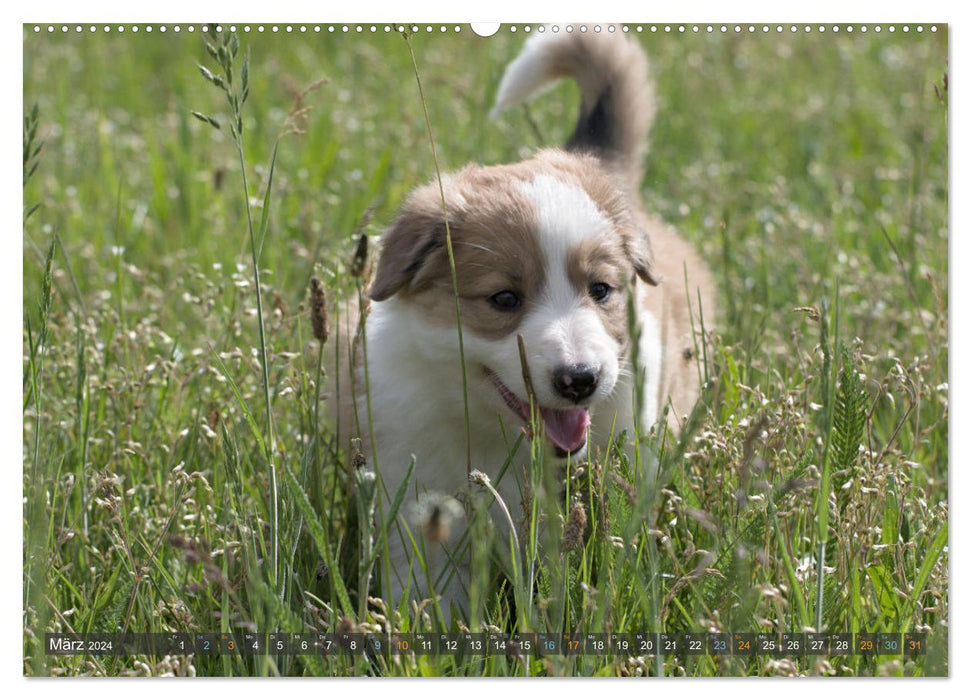 Border Collie Welpen - Kleine Wirbelwinde zum Verlieben (CALVENDO Premium Wandkalender 2024)