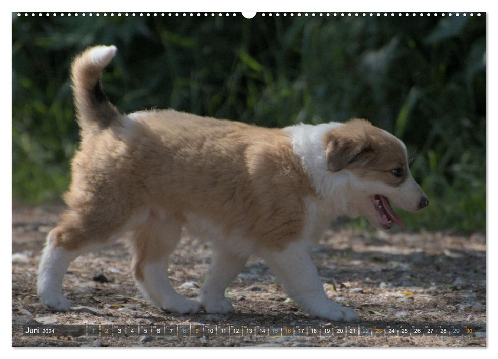 Border Collie Puppies - Des petits tourbillons dont vous tomberez amoureux (Calendrier mural CALVENDO Premium 2024) 