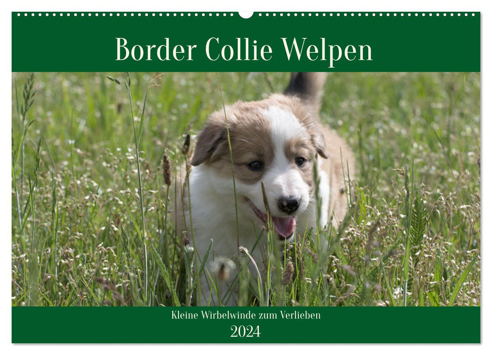 Border Collie Welpen - Kleine Wirbelwinde zum Verlieben (CALVENDO Wandkalender 2024)