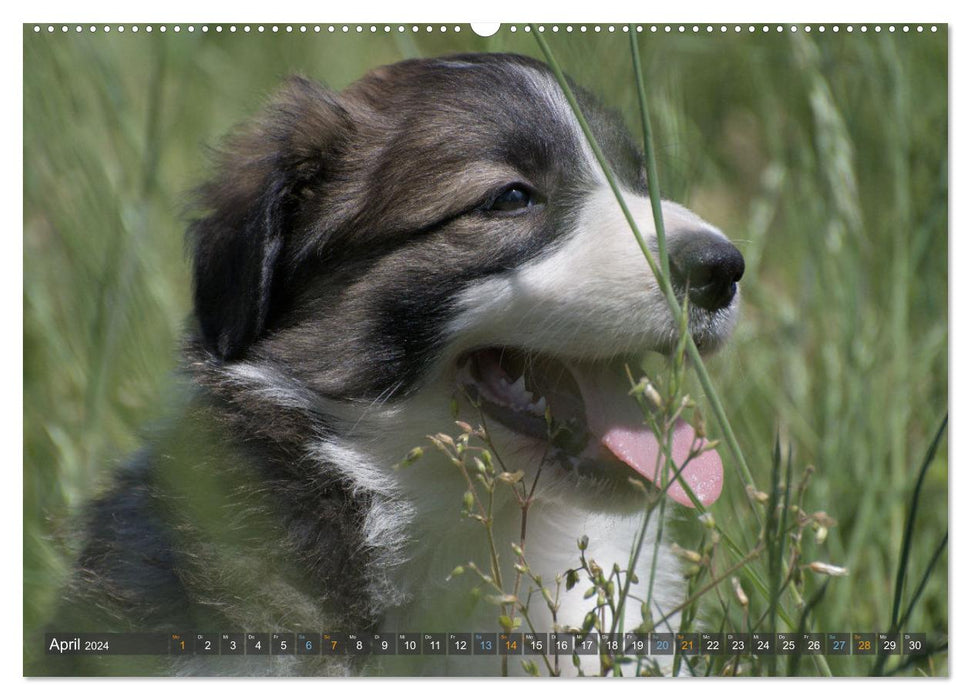 Border Collie Welpen - Kleine Wirbelwinde zum Verlieben (CALVENDO Wandkalender 2024)