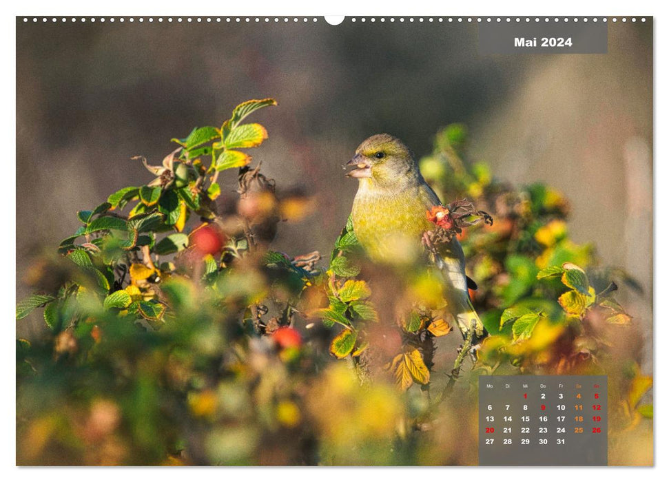 SINGING BIRDS - Les magnifiques chanteurs dans une belle ambiance (Calvendo Premium Wall Calendar 2024)