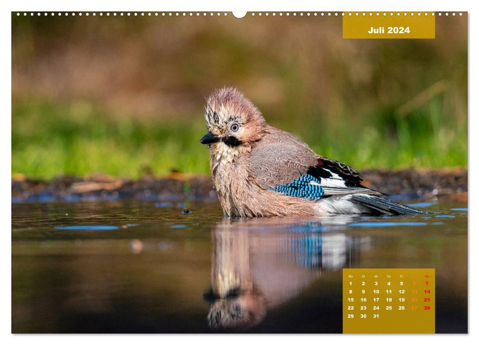 SINGING BIRDS - Les magnifiques chanteurs dans une belle ambiance (Calvendo Premium Wall Calendar 2024)