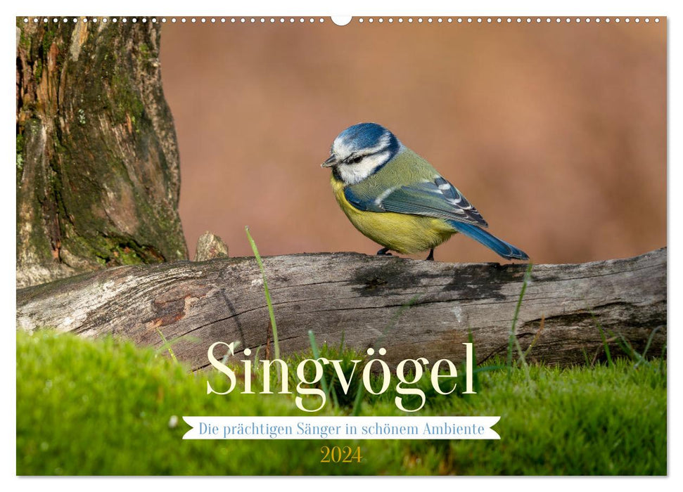 SINGING BIRDS - Les magnifiques chanteurs dans une belle ambiance (Calendrier mural CALVENDO 2024)