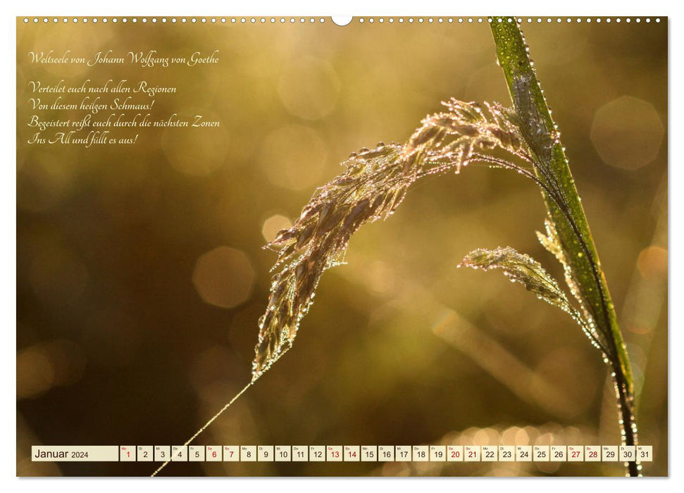 Sommergräser (CALVENDO Premium Wandkalender 2024)