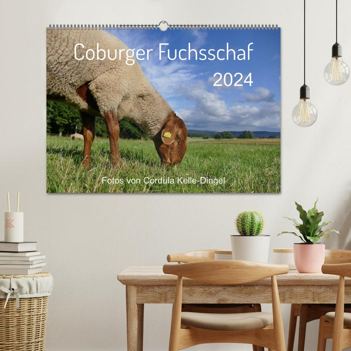 Coburger Fuchsschaf (CALVENDO Wandkalender 2024)