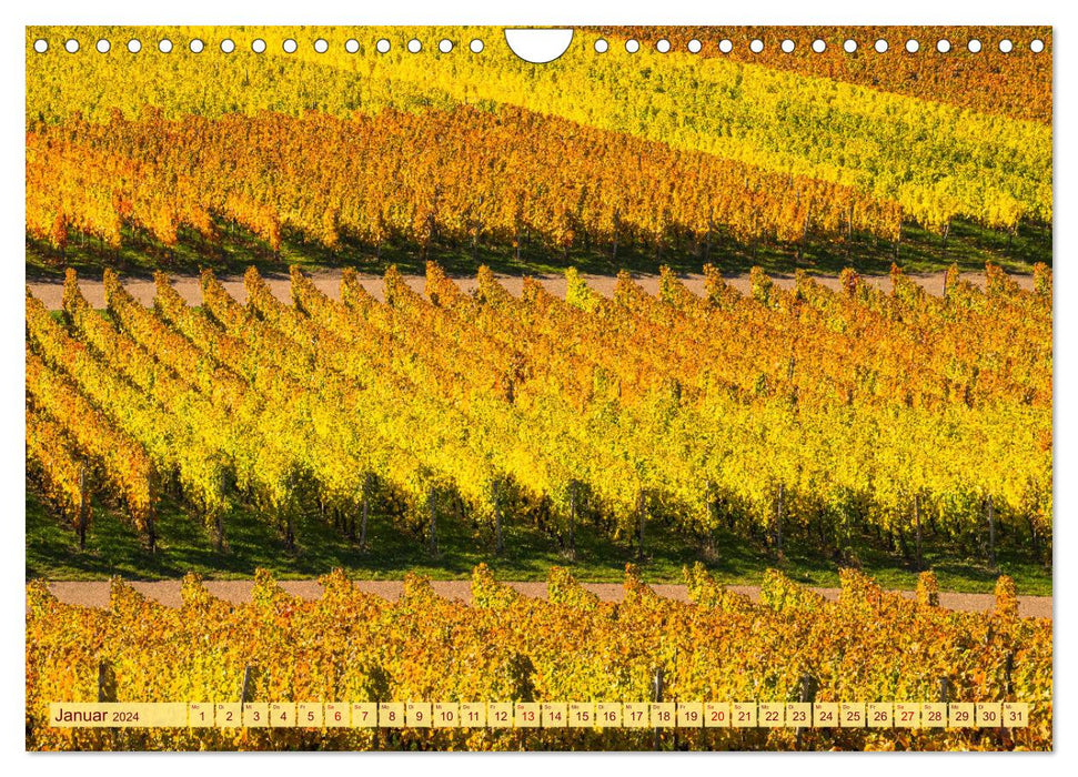 Vignobles colorés (calendrier mural CALVENDO 2024) 