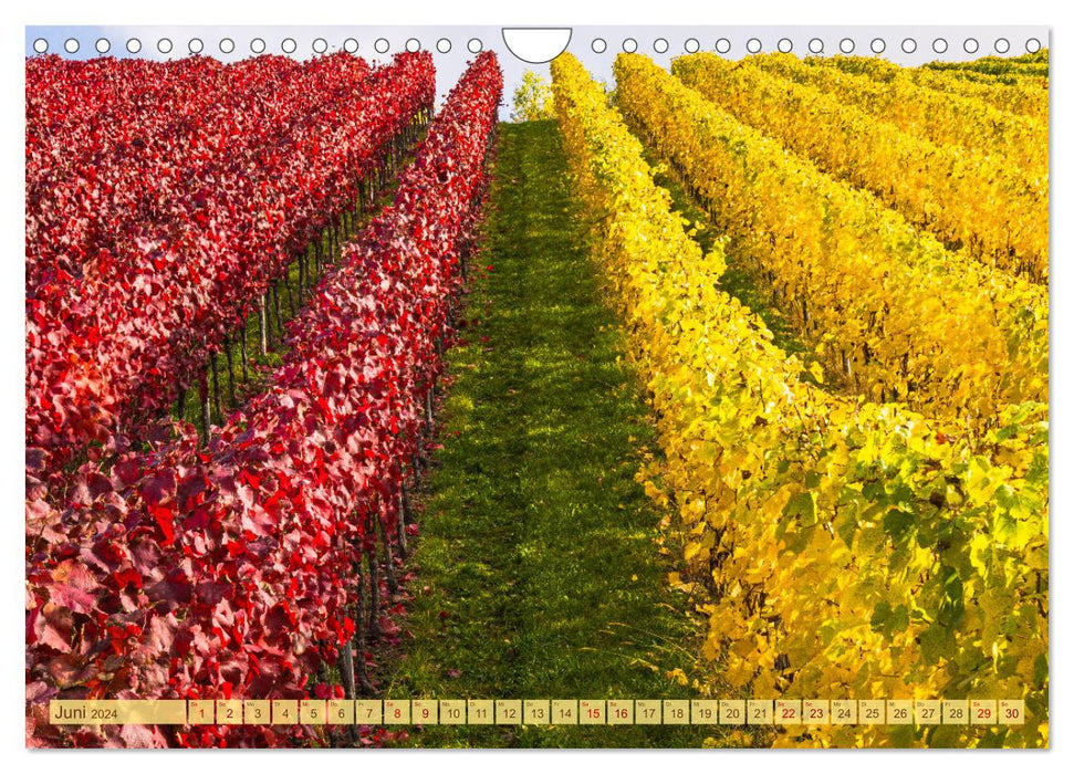 Vignobles colorés (calendrier mural CALVENDO 2024) 