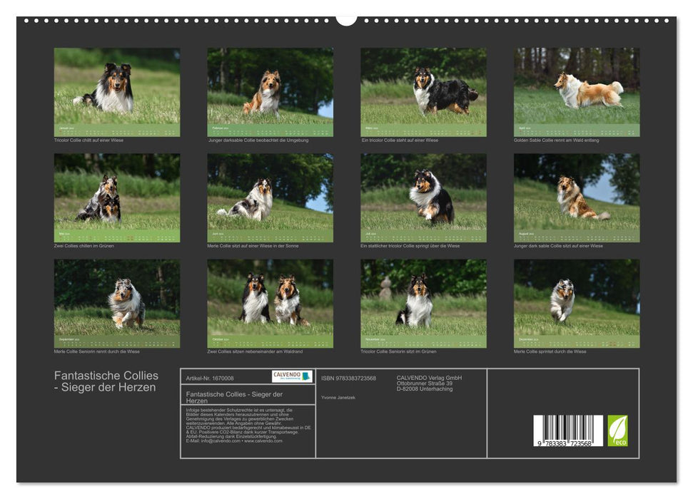 Fantastische Collies - Sieger der Herzen (CALVENDO Premium Wandkalender 2024)