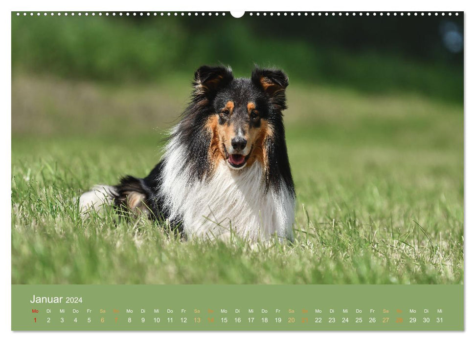 Fantastische Collies - Sieger der Herzen (CALVENDO Premium Wandkalender 2024)