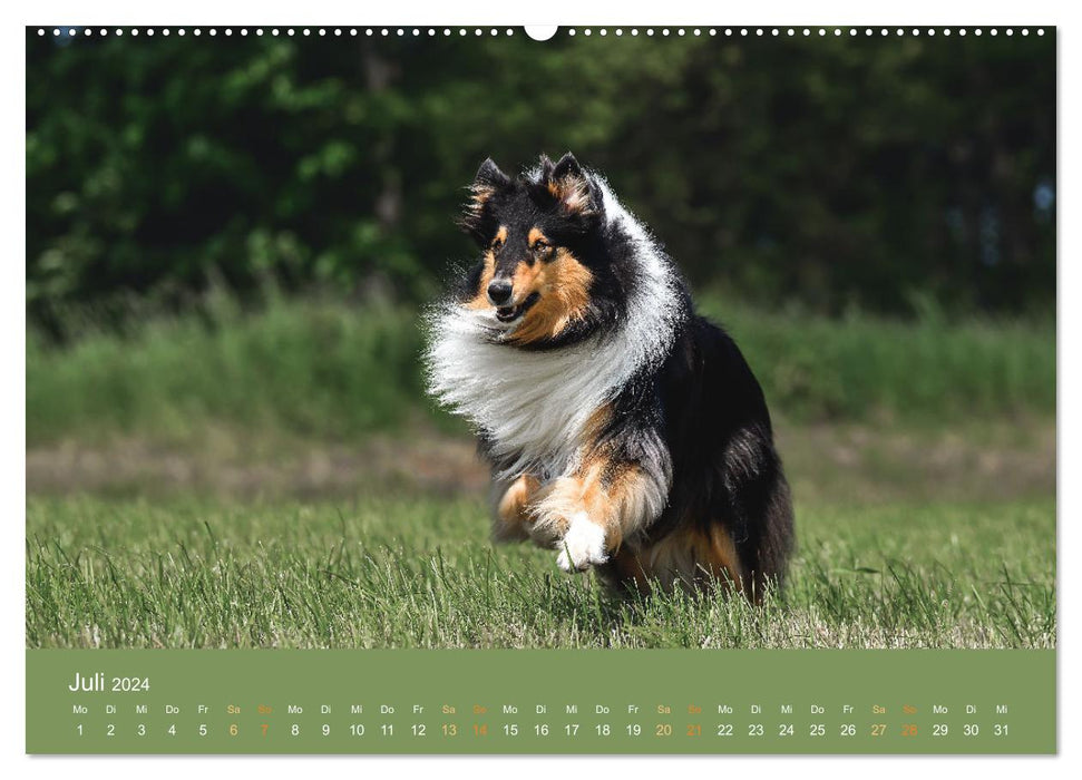 Fantastische Collies - Sieger der Herzen (CALVENDO Premium Wandkalender 2024)