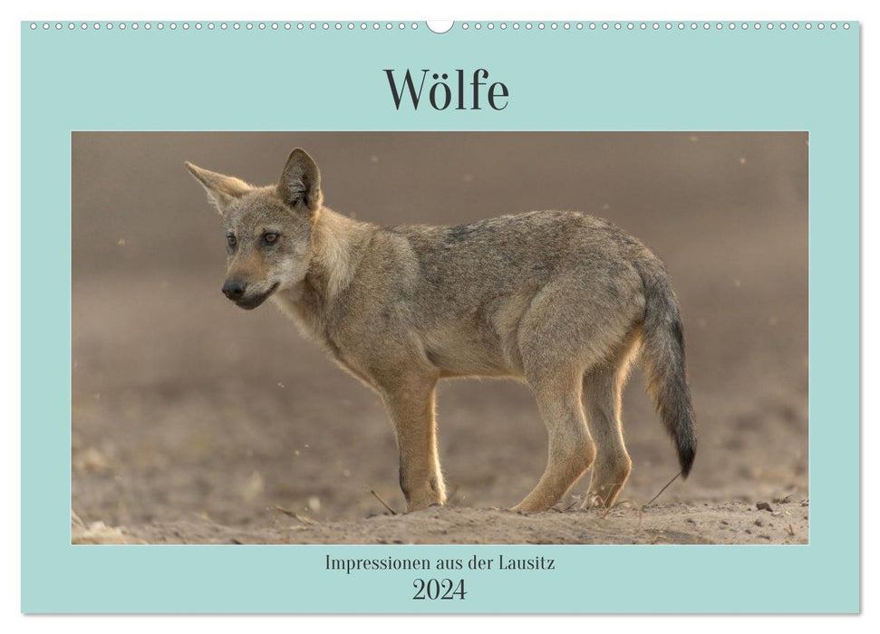 Wölfe, Impressionen aus der Lausitz (CALVENDO Wandkalender 2024)
