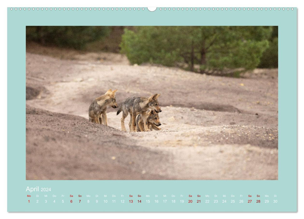 Wölfe, Impressionen aus der Lausitz (CALVENDO Wandkalender 2024)