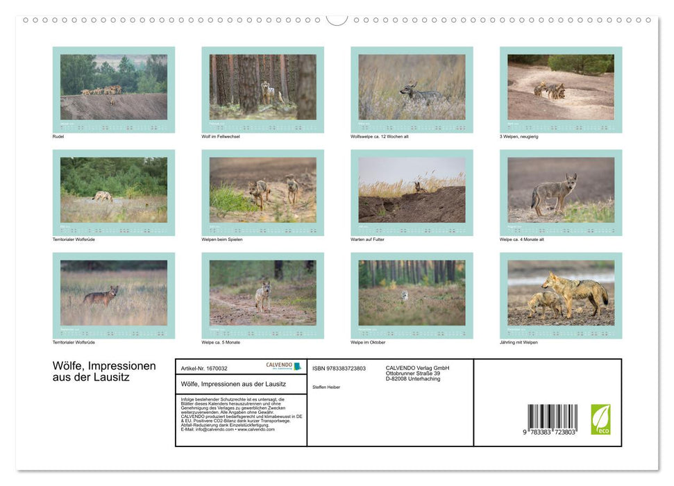Wölfe, Impressionen aus der Lausitz (CALVENDO Premium Wandkalender 2024)