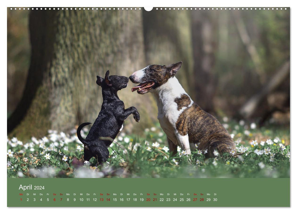 Fantastische Bullterrier - Sieger im Herzen (CALVENDO Wandkalender 2024)
