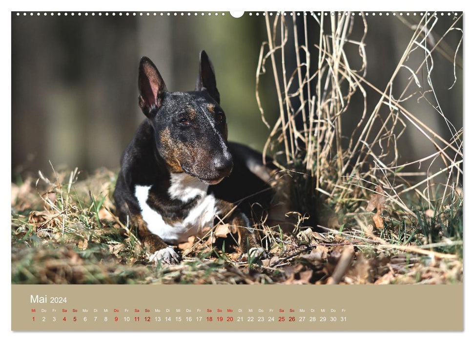 Fantastische Bullterrier - Sieger im Herzen (CALVENDO Wandkalender 2024)