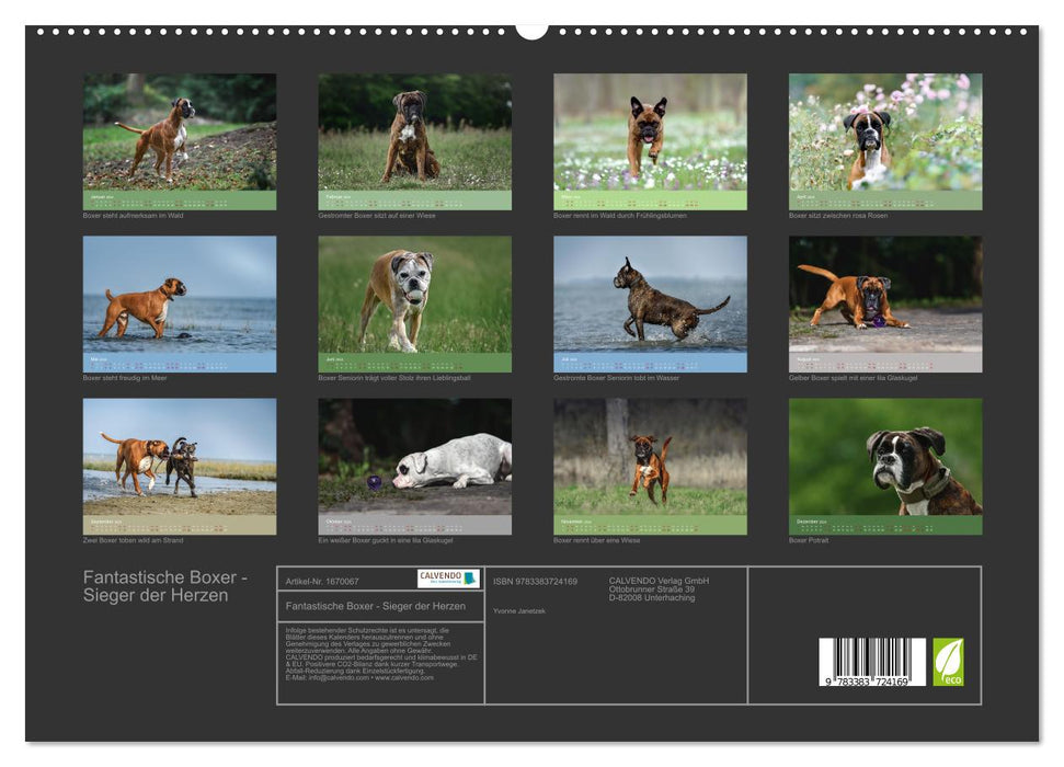 Fantastische Boxer - Sieger der Herzen (CALVENDO Premium Wandkalender 2024)