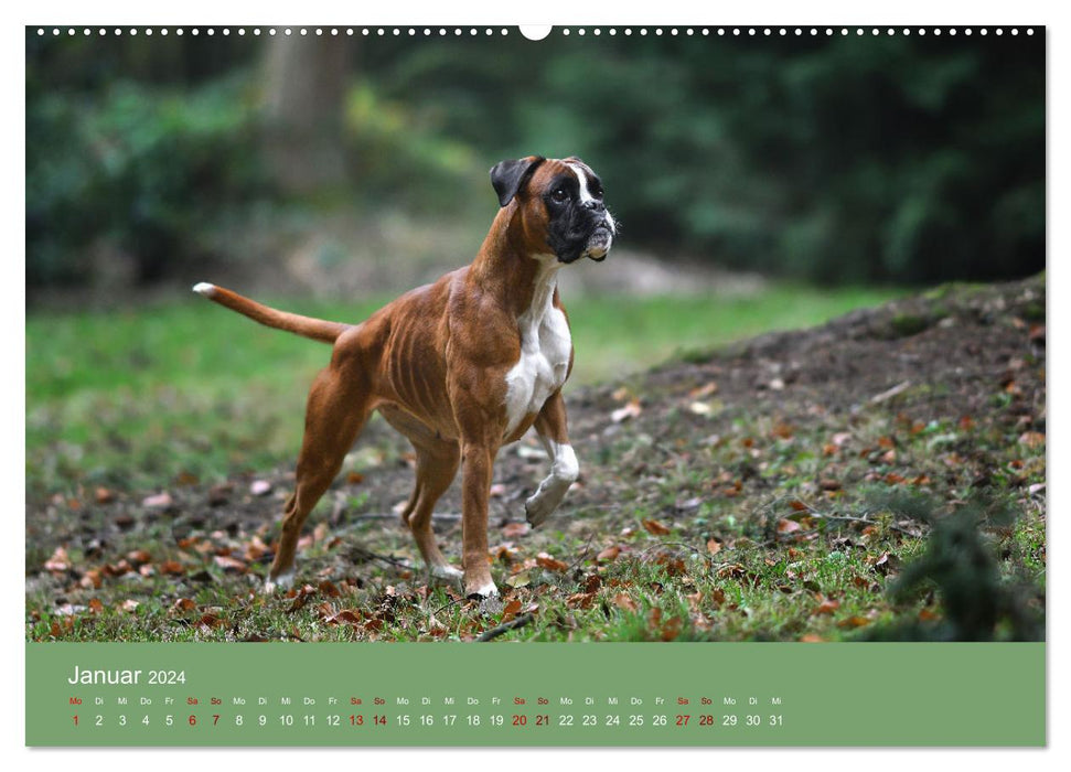 Fantastische Boxer - Sieger der Herzen (CALVENDO Premium Wandkalender 2024)