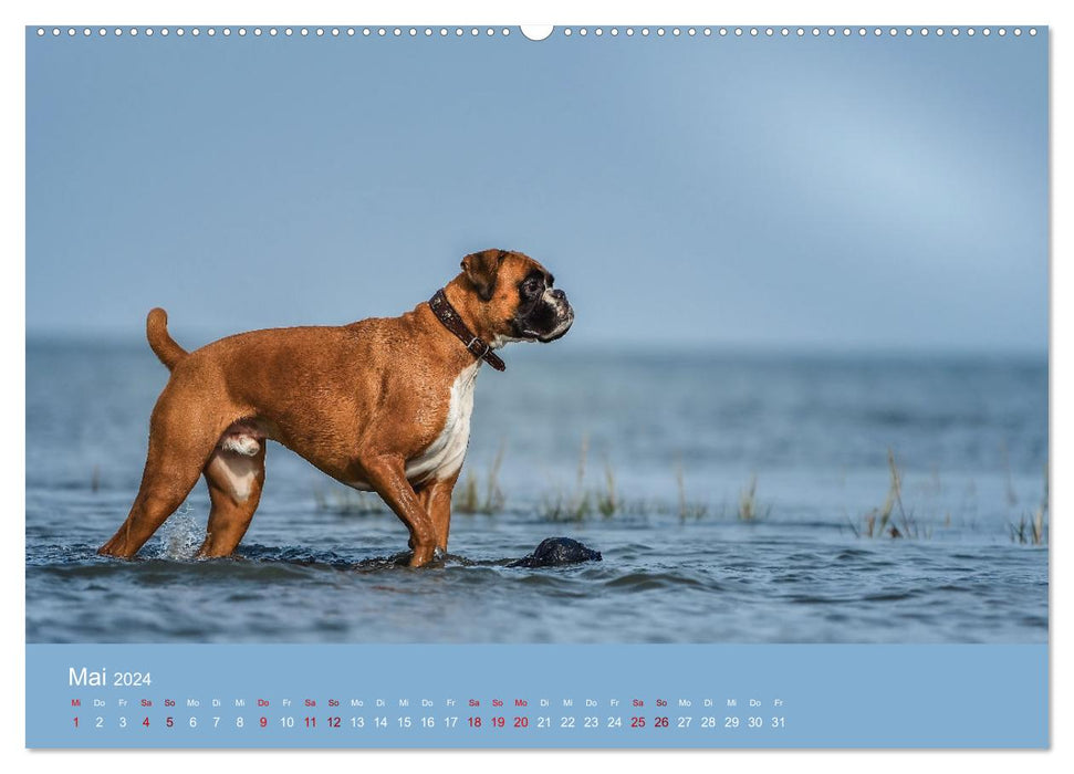 Fantastische Boxer - Sieger der Herzen (CALVENDO Premium Wandkalender 2024)