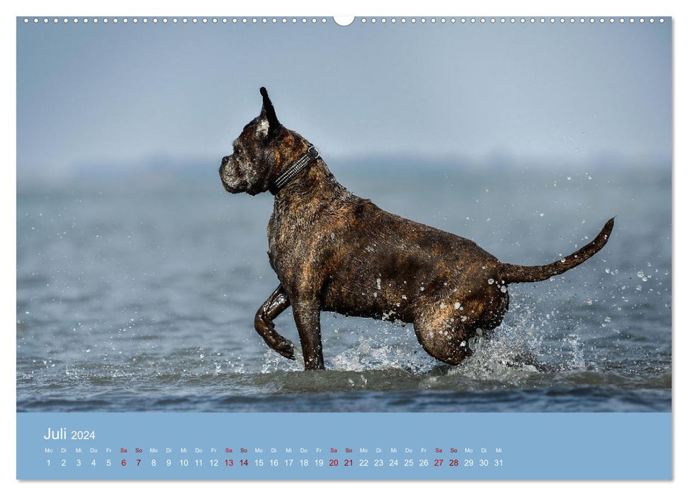 Fantastische Boxer - Sieger der Herzen (CALVENDO Premium Wandkalender 2024)