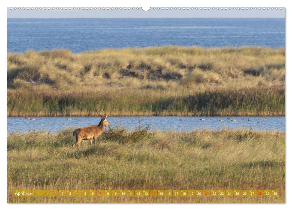 Darß-Zingst Naturimpressionen (CALVENDO Wandkalender 2024)