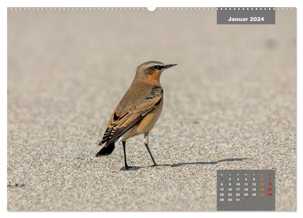 Sperlingsvögel - Die kleinen Sänger mit den großen Stimmen (CALVENDO Premium Wandkalender 2024)