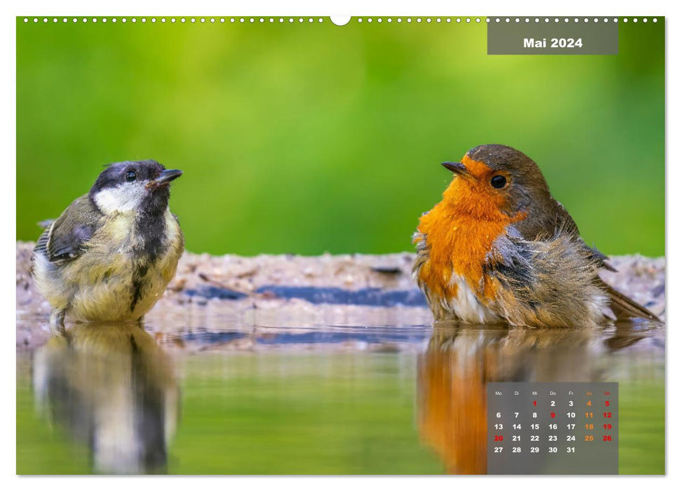 Sperlingsvögel - Die kleinen Sänger mit den großen Stimmen (CALVENDO Premium Wandkalender 2024)