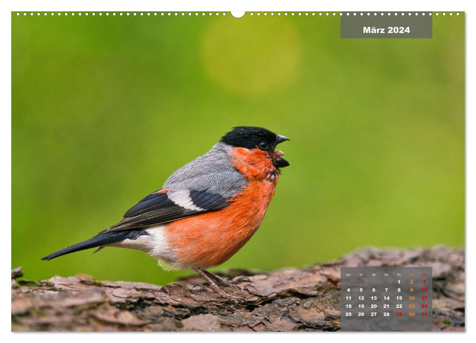 Sperlingsvögel - Die kleinen Sänger mit den großen Stimmen (CALVENDO Wandkalender 2024)