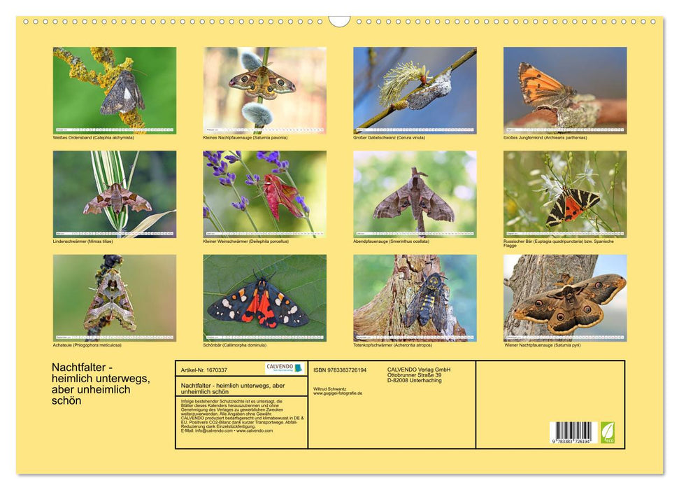 Nachtfalter - heimlich unterwegs, aber unheimlich schön (CALVENDO Wandkalender 2024)