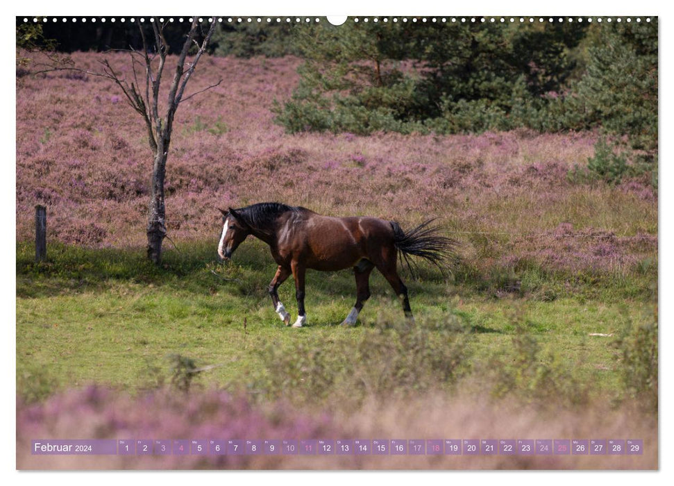 Im Blütenrausch der Lüneburger Heide (CALVENDO Premium Wandkalender 2024)