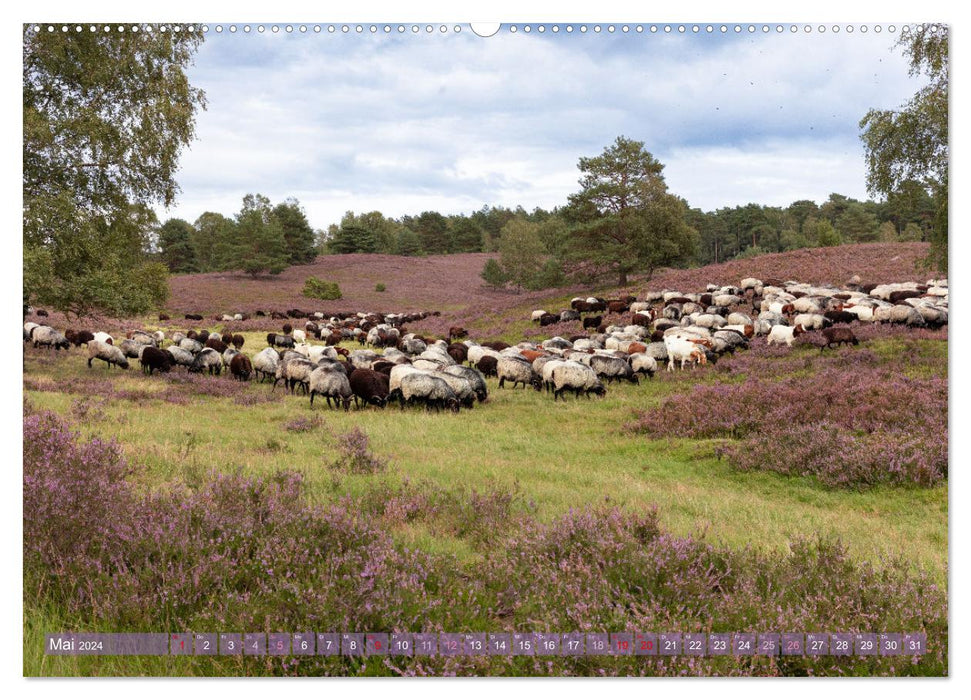 Im Blütenrausch der Lüneburger Heide (CALVENDO Premium Wandkalender 2024)