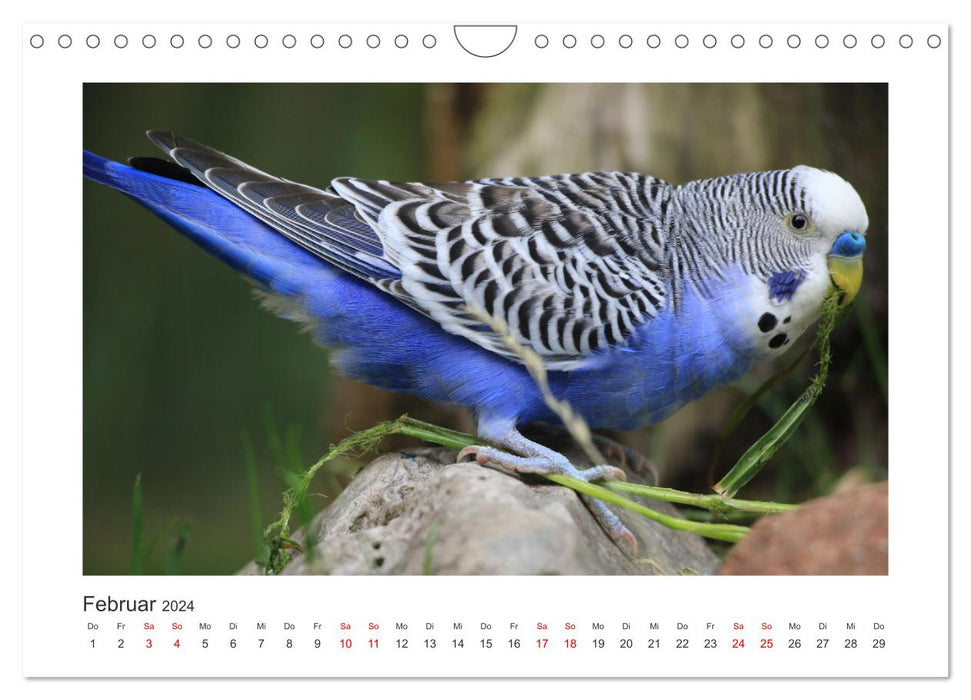 Wellensittichkalender! - Das Original (CALVENDO Wandkalender 2024)