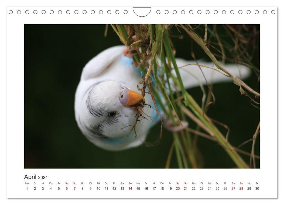 Wellensittichkalender! - Das Original (CALVENDO Wandkalender 2024)