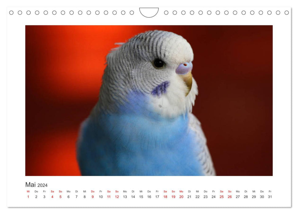 Wellensittichkalender! - Das Original (CALVENDO Wandkalender 2024)