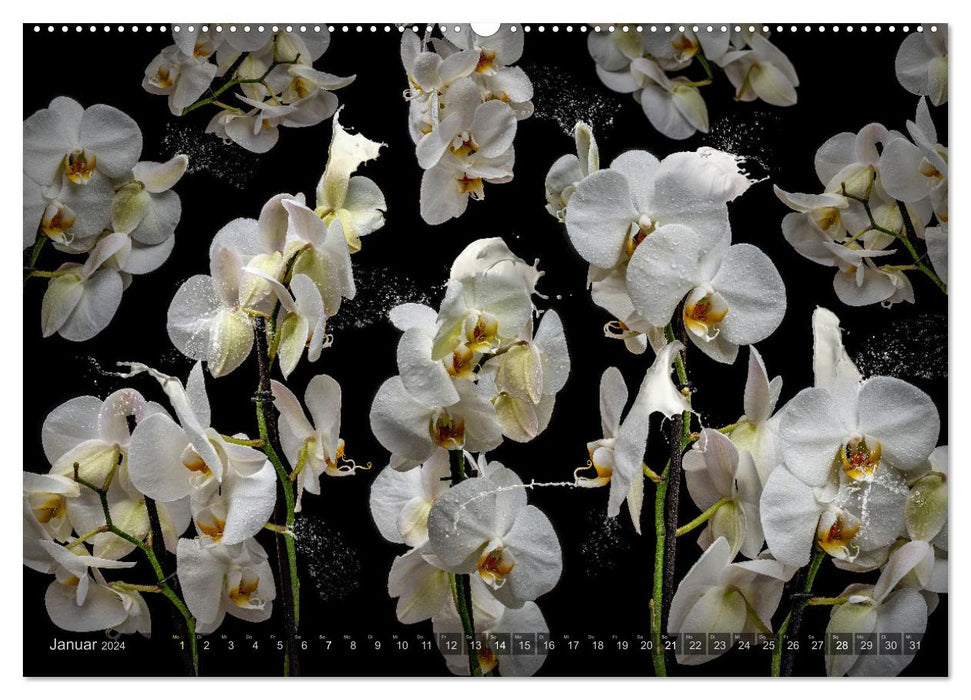 Orchidea (CALVENDO Premium Wandkalender 2024)