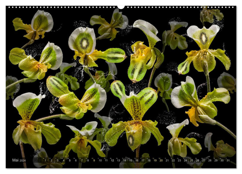 Orchidea (CALVENDO Premium Wandkalender 2024)
