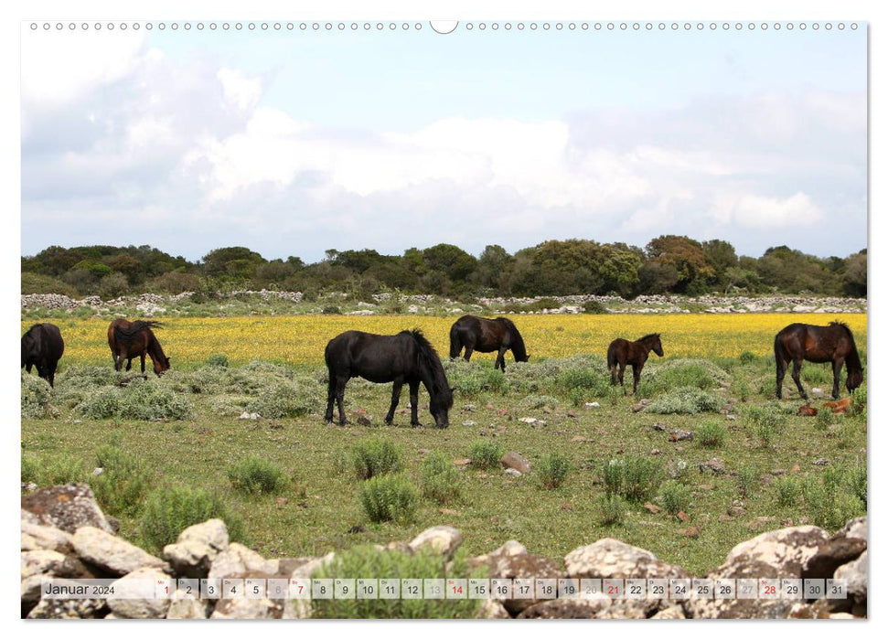 Wildpferde Weltweit (CALVENDO Premium Wandkalender 2024)