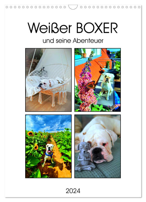 Weißer BOXER (CALVENDO Wandkalender 2024)