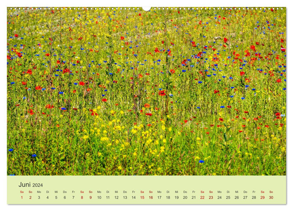 Wilde Blumen - ein Spaziergang durch die Natur (CALVENDO Wandkalender 2024)