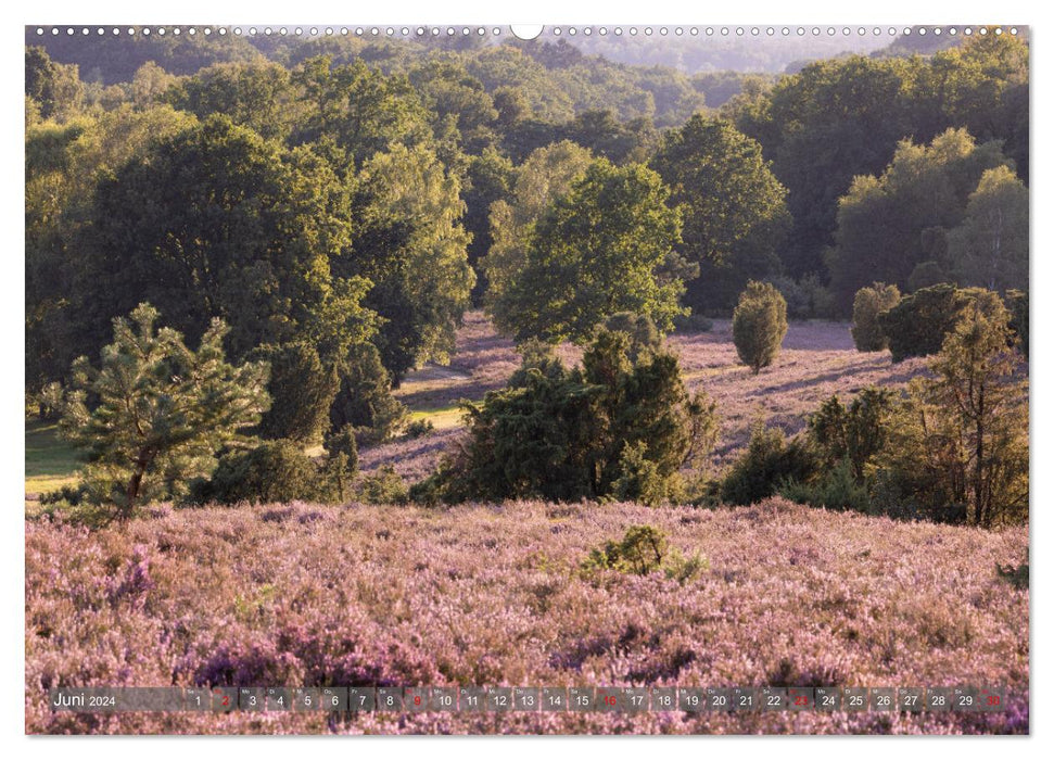 Die Lüneburger Heide - In voller Blüte (CALVENDO Wandkalender 2024)