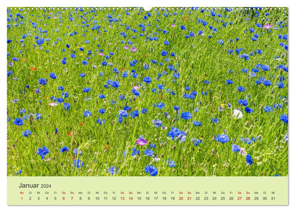 Wilde Blumen - ein Spaziergang durch die Natur (CALVENDO Premium Wandkalender 2024)