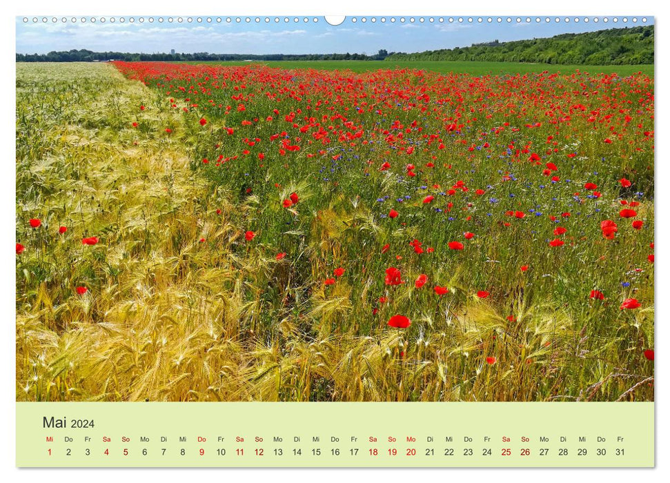 Wilde Blumen - ein Spaziergang durch die Natur (CALVENDO Premium Wandkalender 2024)