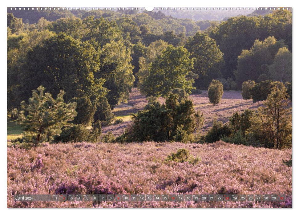 Die Lüneburger Heide - In voller Blüte (CALVENDO Premium Wandkalender 2024)