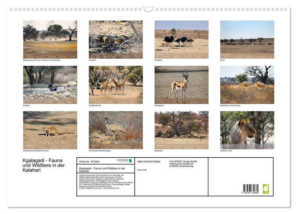 Kgalagadi - Fauna und Wildtiere in der Kalahari (CALVENDO Wandkalender 2024)