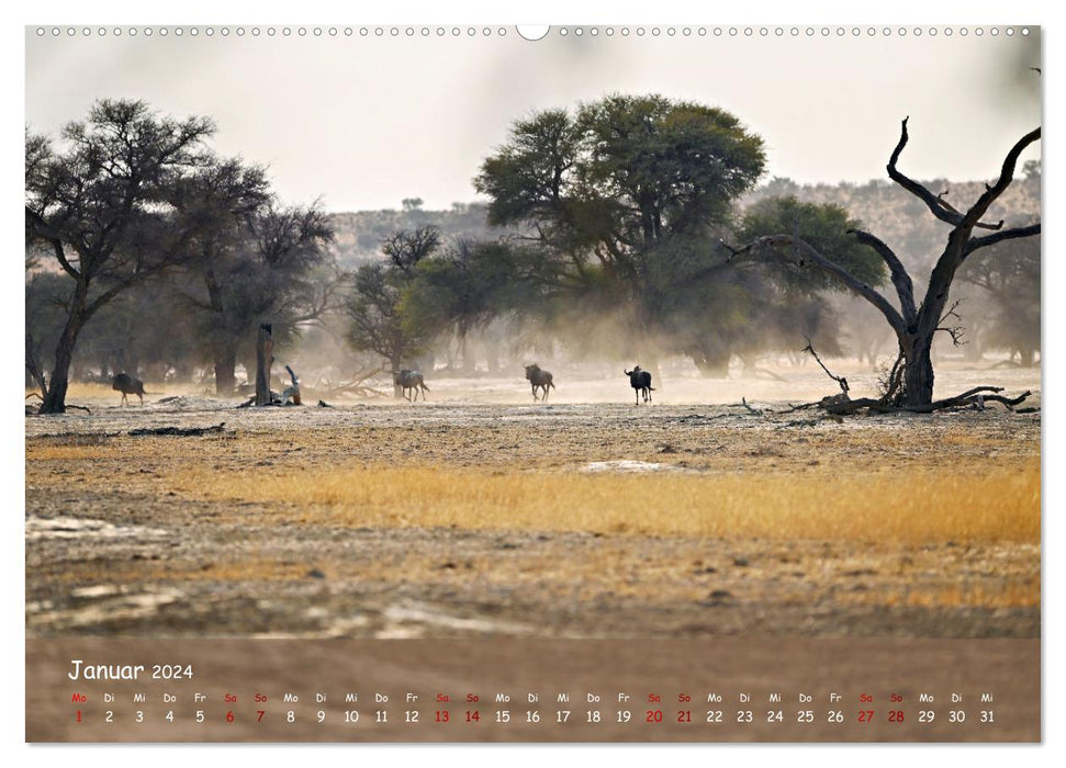 Kgalagadi - Fauna und Wildtiere in der Kalahari (CALVENDO Premium Wandkalender 2024)