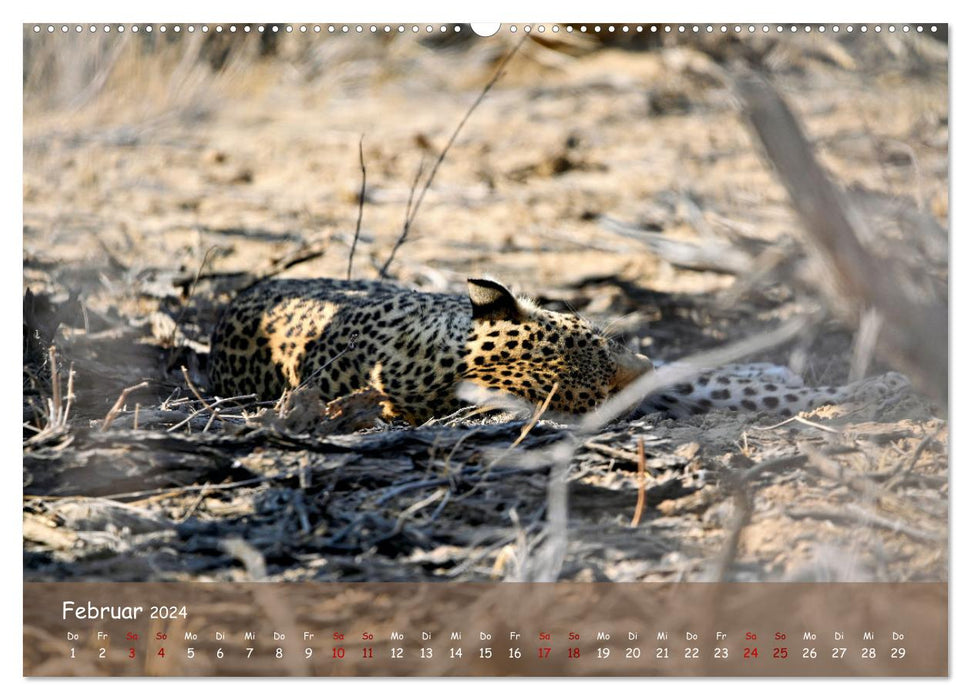 Kgalagadi - Fauna und Wildtiere in der Kalahari (CALVENDO Premium Wandkalender 2024)