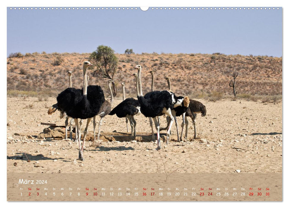 Kgalagadi - Fauna und Wildtiere in der Kalahari (CALVENDO Premium Wandkalender 2024)