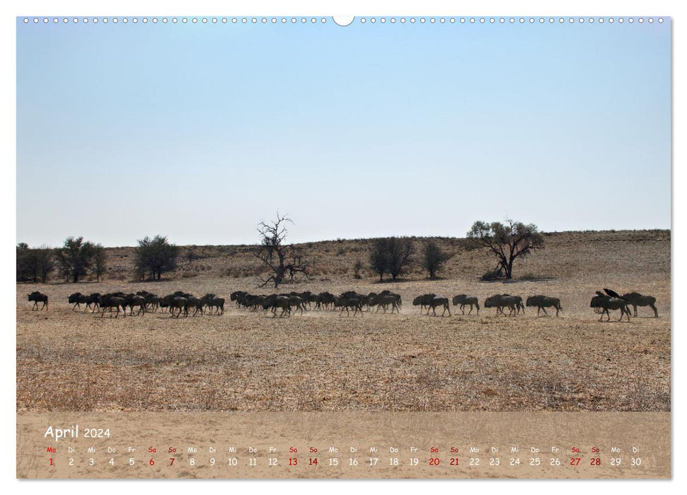 Kgalagadi - Fauna und Wildtiere in der Kalahari (CALVENDO Premium Wandkalender 2024)