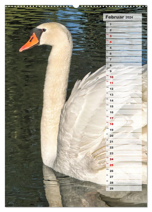 Stolze Schwäne (CALVENDO Premium Wandkalender 2024)